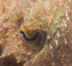 A cuttle fish eye - taken off PLymouth Sound, S devon, UK... by Malcolm Nimmo 